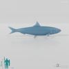 Fisch - Sardine 01