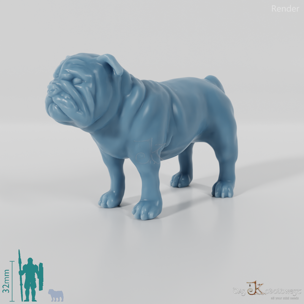 Hund - Bulldogge 01