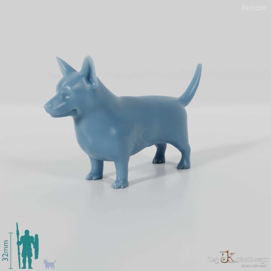 Hund - Corgi 01