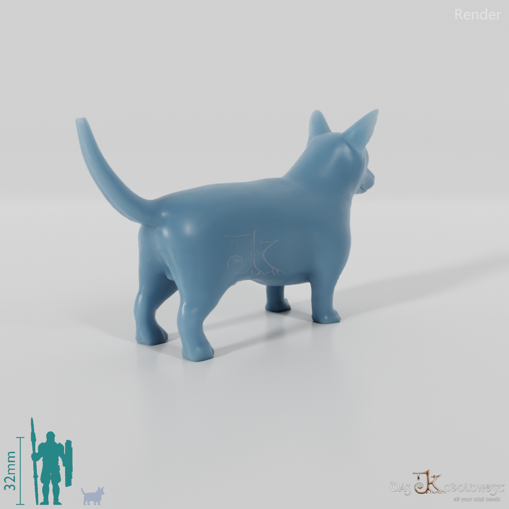 Hund - Corgi 01
