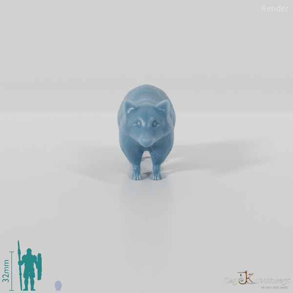 Waschbär - Waschbär 01