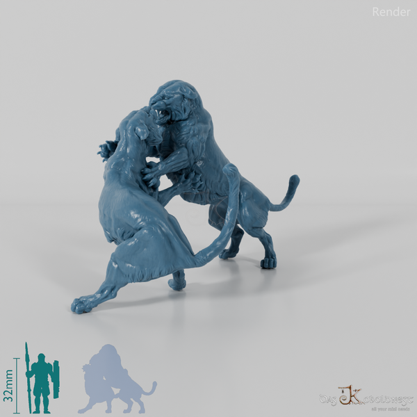 Raubkatze - Königstiger - Kämpfend