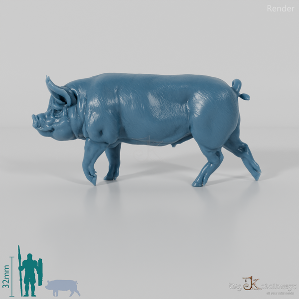 Schwein - Berkshire-Eber 02