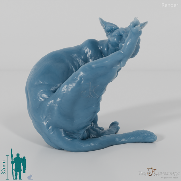 Katze - Hauskatze 03