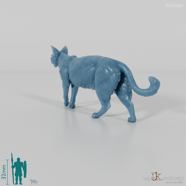 Katze - Hauskatze 06