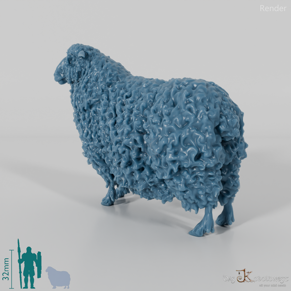 Schaf - Devon and Cornwall Longwool - Schaf 01