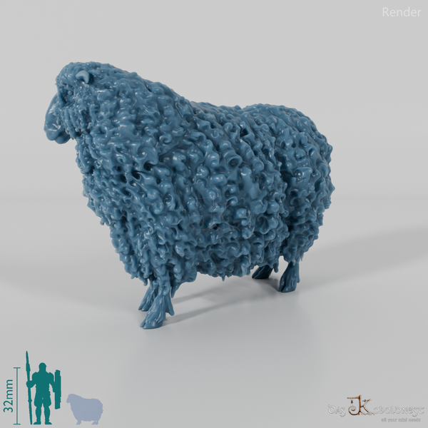 Schaf - Devon and Cornwall Longwool - Schaf 02