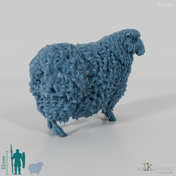 Schaf - Devon and Cornwall Longwool - Schaf 02