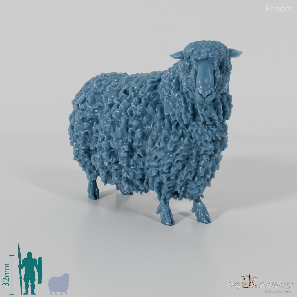 Schaf - Devon and Cornwall Longwool - Schaf 02