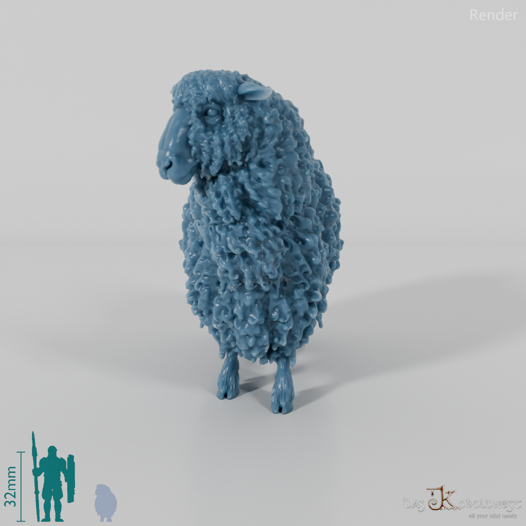 Schaf - Devon and Cornwall Longwool - Schaf 02