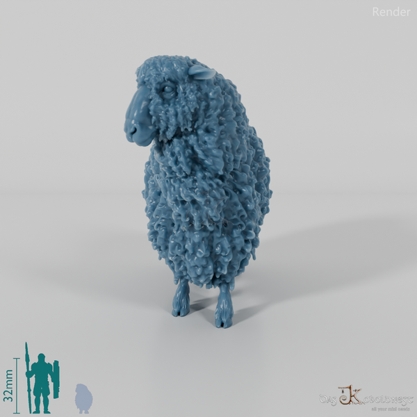 Schaf - Devon and Cornwall Longwool - Schaf 02