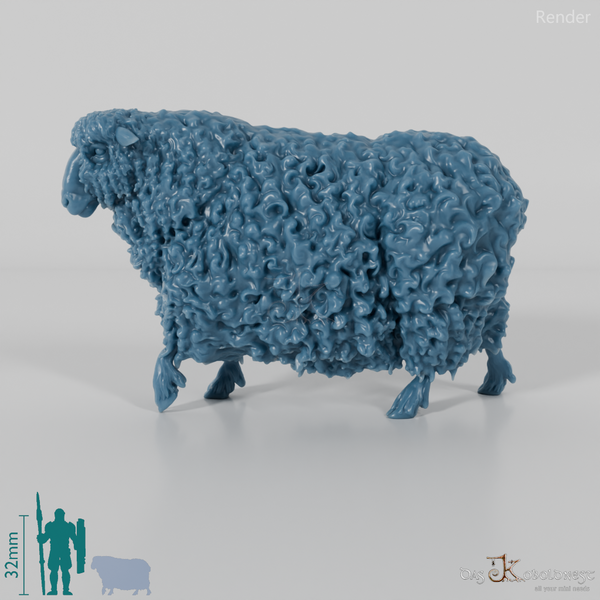 Schaf - Devon and Cornwall Longwool - Schaf 03