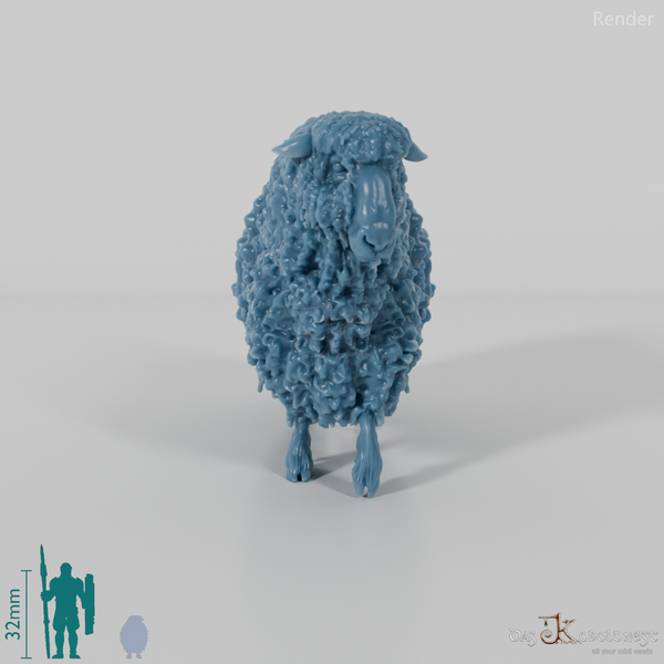 Schaf - Devon and Cornwall Longwool - Schaf 03