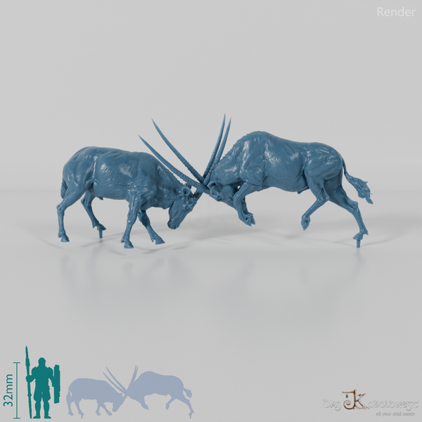 Antilope - Spießböcke - Kämpfend