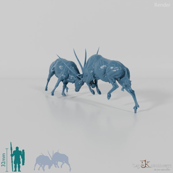 Antilope - Spießböcke - Kämpfend