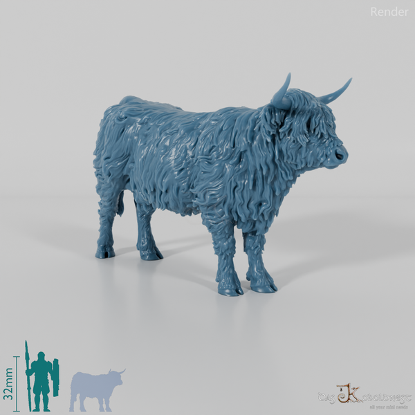 Rind - Schottisches Hochlandrind 02