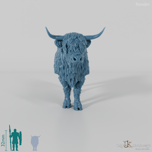 Rind - Schottisches Hochlandrind 02