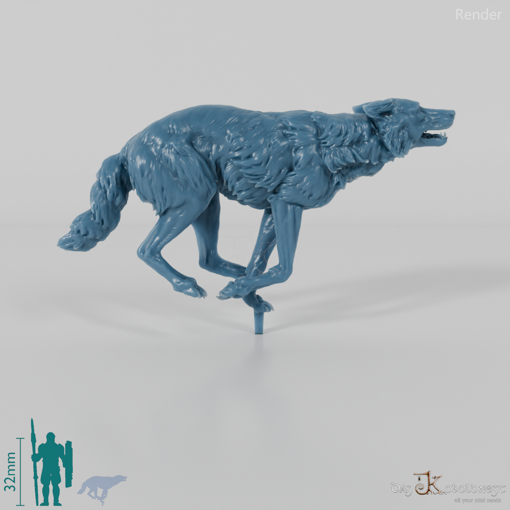 Wolf - Iberischer Wolf 03