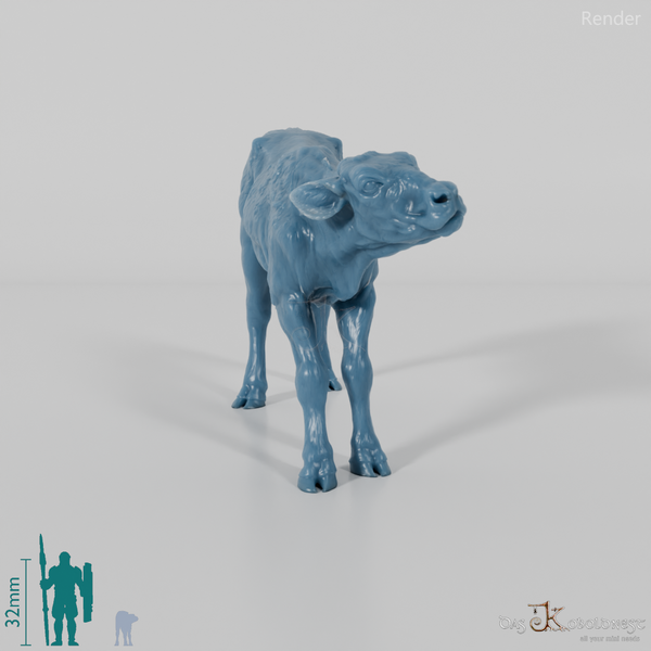 Rind - North Devon Kalb 03