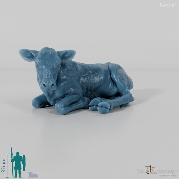 Rind - North Devon Kalb 01