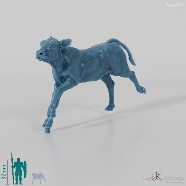 Rind - North Devon Kalb 02