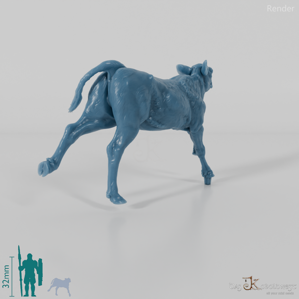 Rind - North Devon Kalb 02