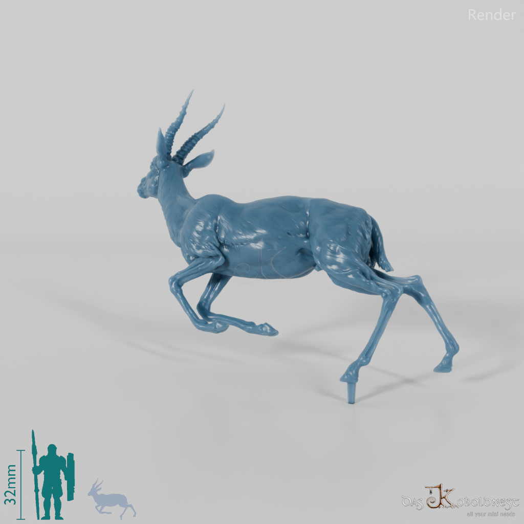 Antilope - Thomson-Gazelle 01