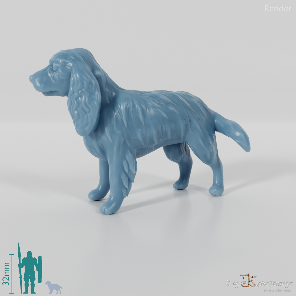 Hund - Cocker Spaniel 01