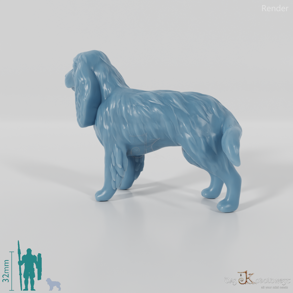 Hund - Cocker Spaniel 01