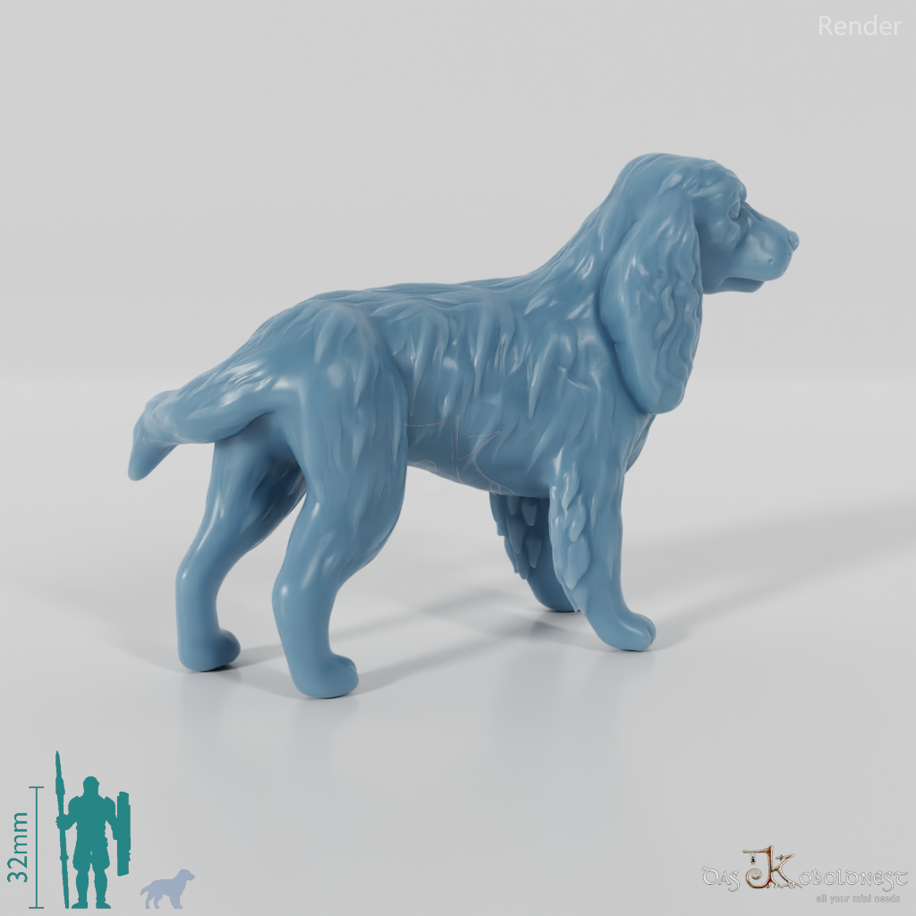 Hund - Cocker Spaniel 01