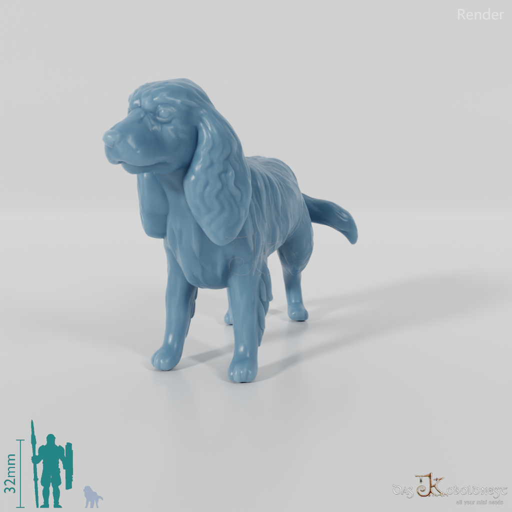 Hund - Cocker Spaniel 01