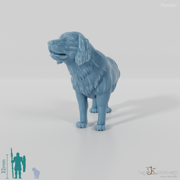 Hund - Golden Retriever 01