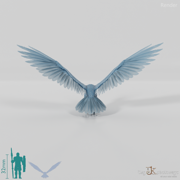 Hieraaetus morei 02 - JJP