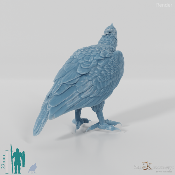 Hieraaetus morei 04 - JJP