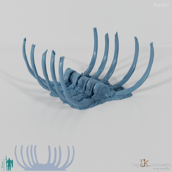 Drachenskelett - Wirbelsäule A 02