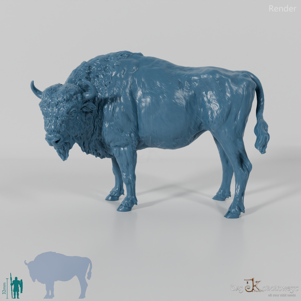 Bison - Europäischer Bison - Kuh 01