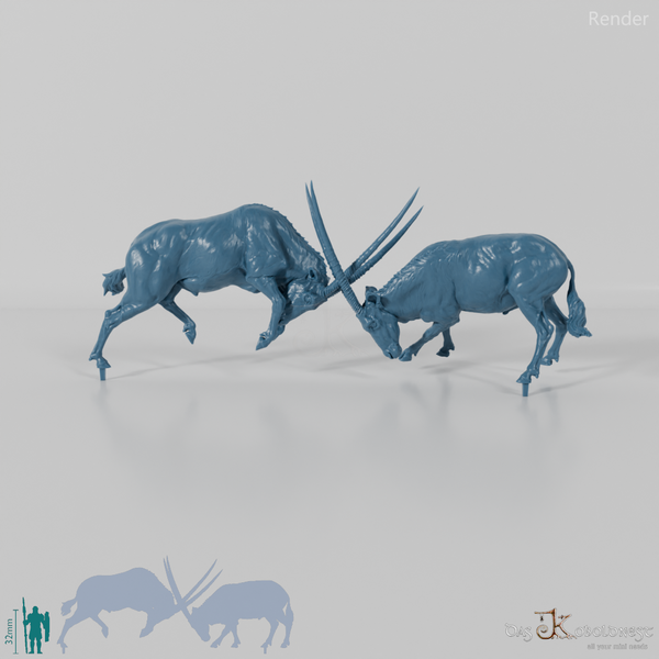 Antilope - Spießböcke - Kämpfend