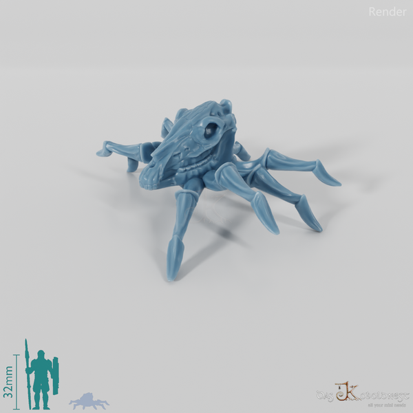 Pferdeschädelspinne