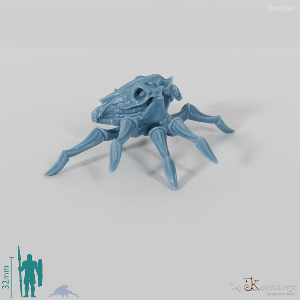 Pferdeschädelspinne