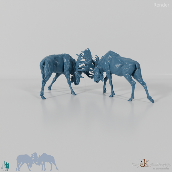 Hirsch - Elch - Kämpfende Bullen