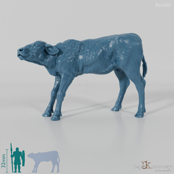 Rind - North Devon Kalb 03