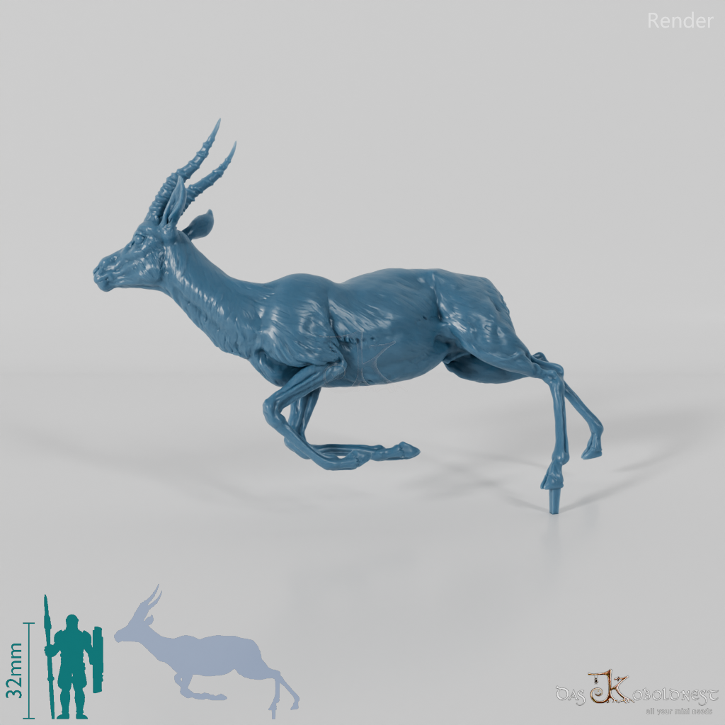 Antilope - Thomson-Gazelle 01